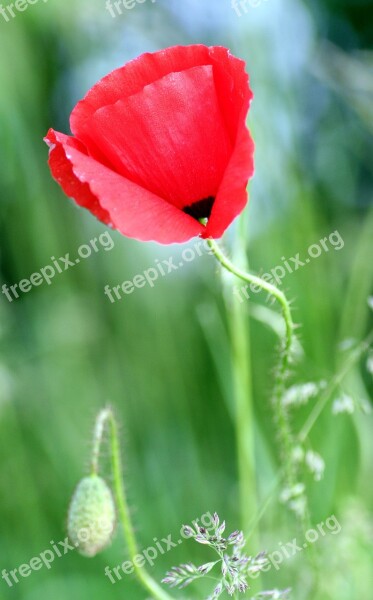 Poppy Flower Nature Country Red Flowers