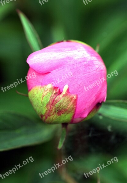 Flower Bud Peony Flowering Petals Flowers