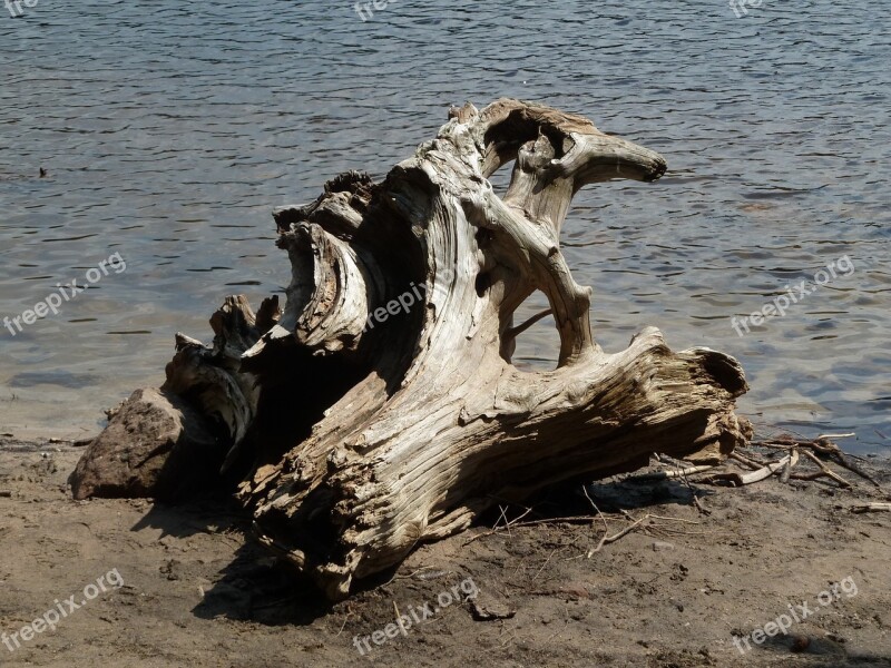 Stump Wood Water Beach Coast More