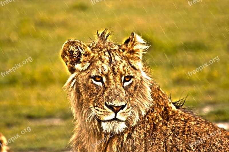 Lion Savannah Lioness Feline Africa