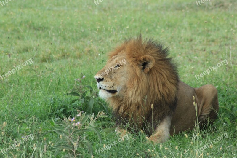 Lion Safari Tawny Wild Animal Wild