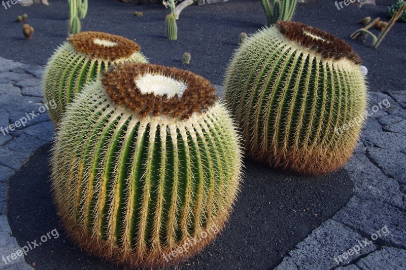 Lanzarote Cactus Garden Close Up Cactus Canary Islands