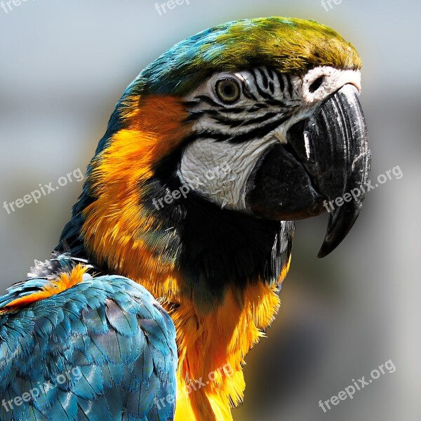 Parrot Bird Ara Colorful Plumage