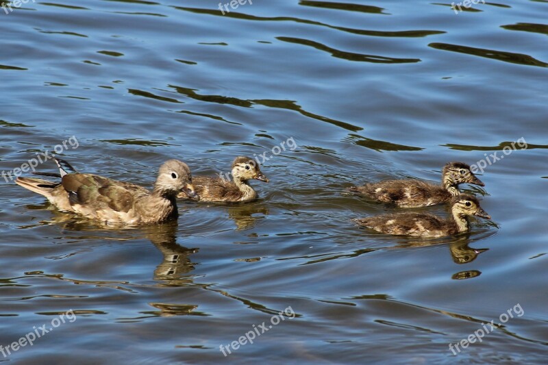 Duck Chicken Lake Water Gadwall