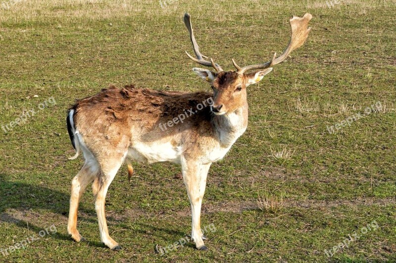 Hirsch Meadow Antler Antler Carrier Animal