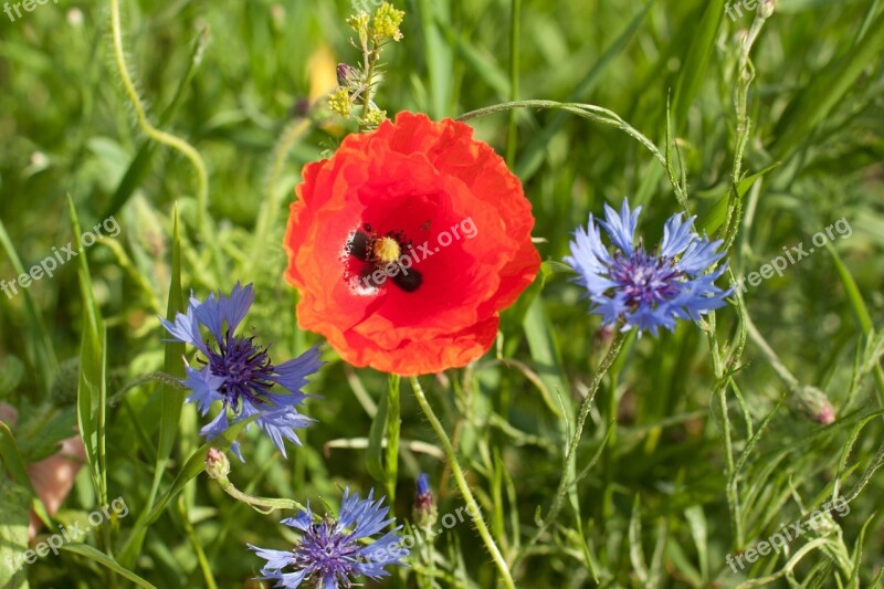 Papaver Rhoeas Meadow Nature Centaurea Flower