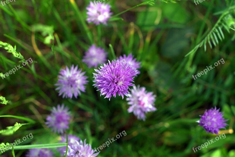 Deep Blue Flower Meadow Grow Grass