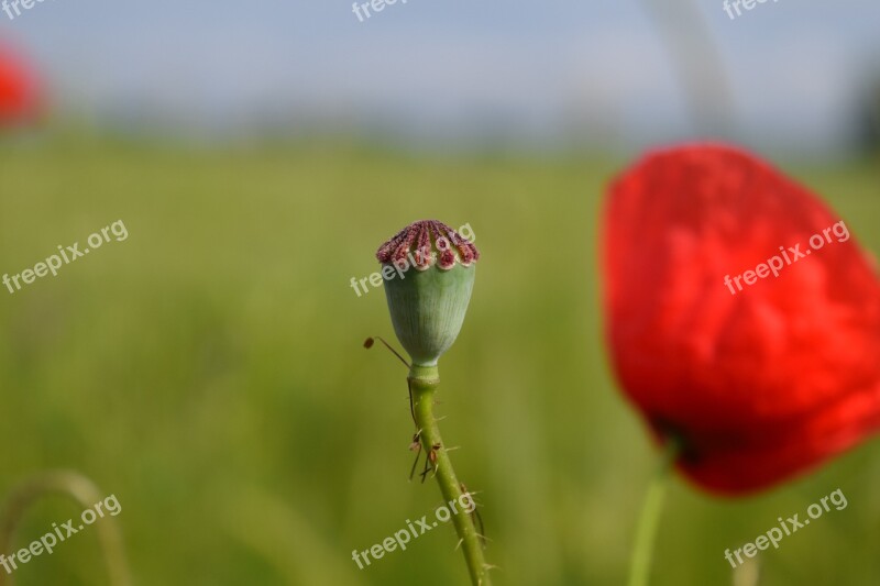 Poppy Poppy Capsule Klatschmohn Capsule Red Poppy