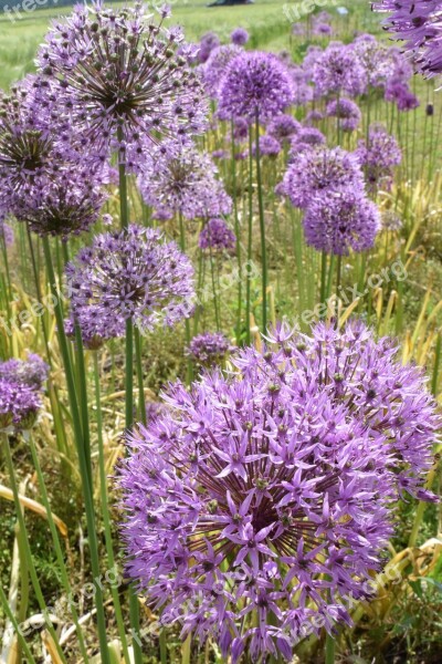 Leek Ornamental Onion Nature Blossom Bloom