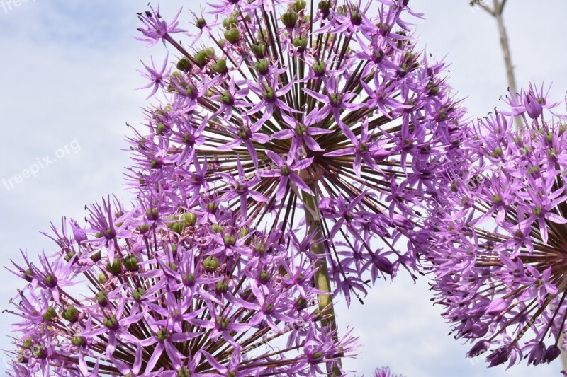 Ornamental Onion Blossom Bloom Flower Purple