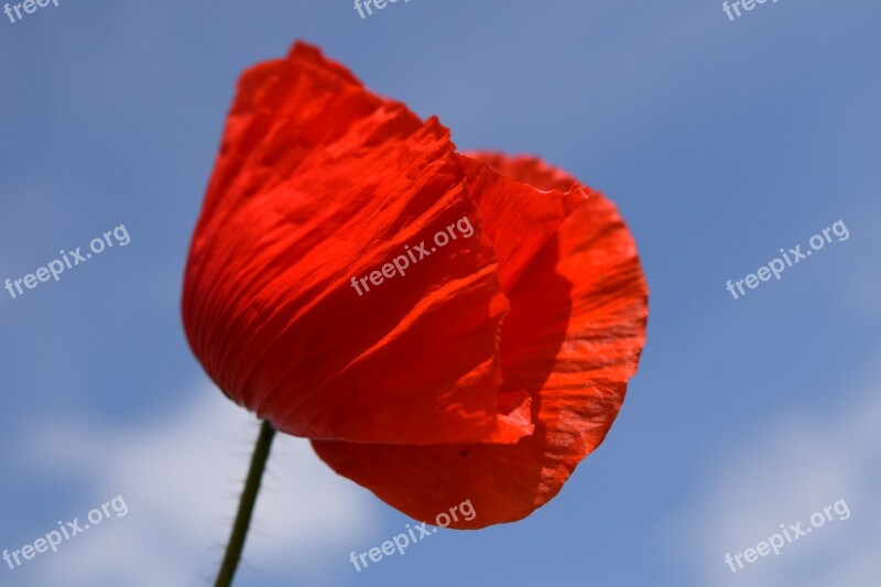 Poppy Klatschmohn Red Poppy Flower Nature