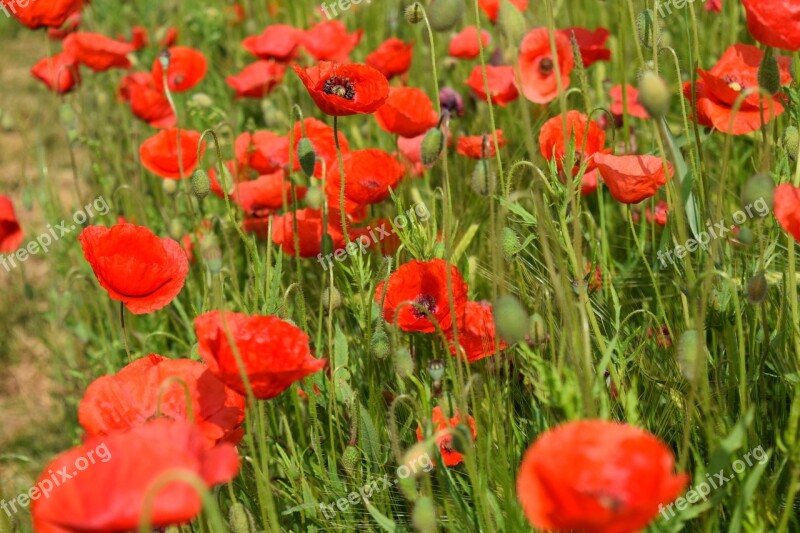 Poppy Klatschmohn Red Poppy Flower Field Of Poppies