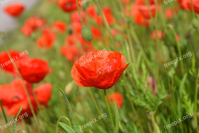 Poppy Field Of Poppies Klatschmohn Flowers Red Poppy