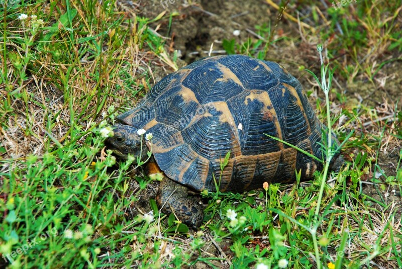 Tortoise Nature Herbs Free Photos