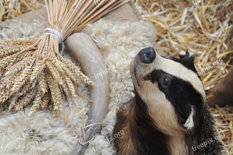 Badger Taxidermy Animal Medieval Festival Gisors