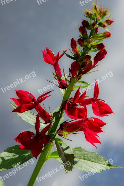 Red Lobelia Plants Flower Garden Garden Plant