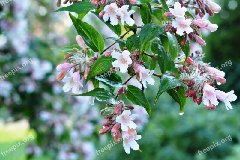 Bush Rosa Flowers Bloom Flowering