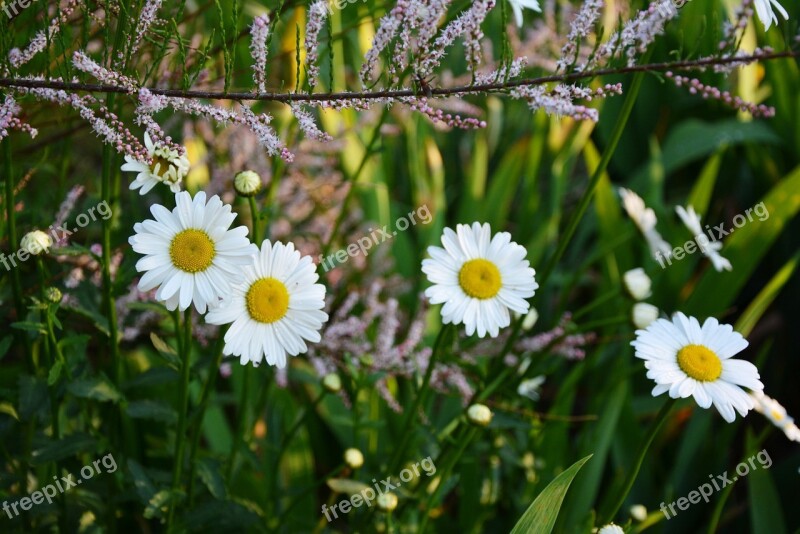 Flowers White Chrysanthemum Garden White Flower