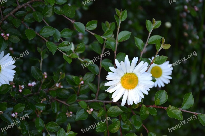 Flowers White Chrysanthemum Flower Garden