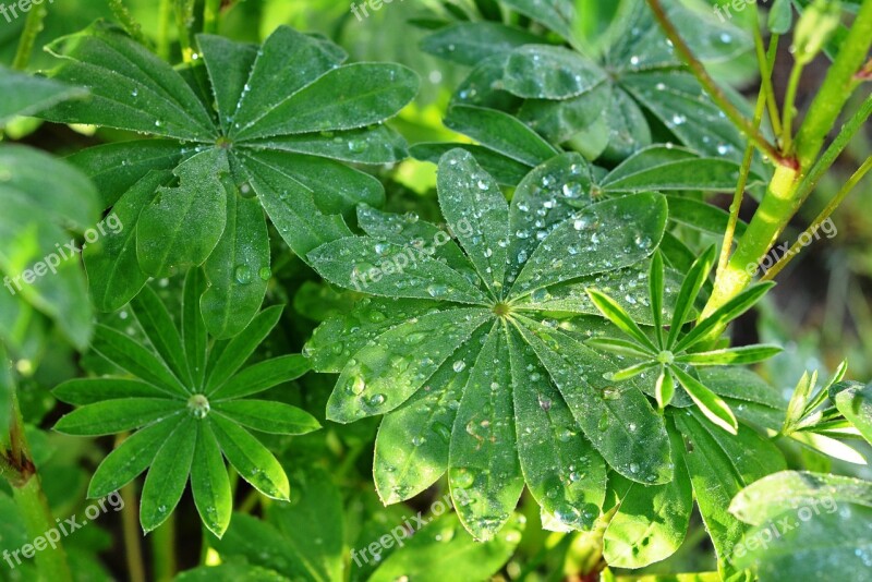 Drops Of Water Dew Drops Rosa Drops Foliage