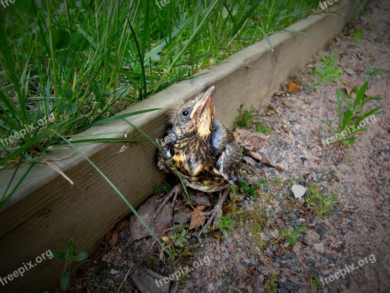 Nestling Bird Cub Chick Small