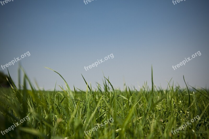 Meadow Sky Grass Grasses Nature