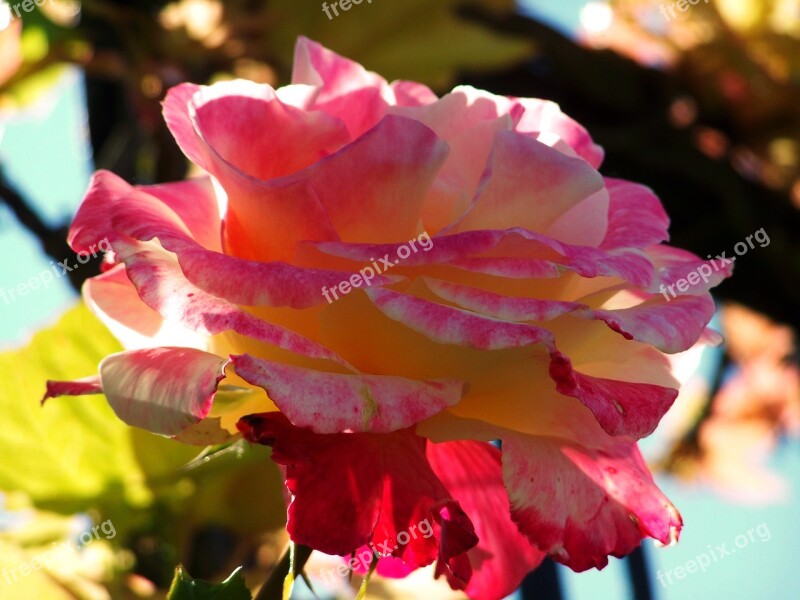 Rose Tricolor Flower Garden Free Photos