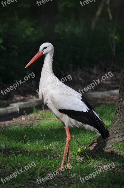 Stork Animal Portrait Bird Zwin Big Bill