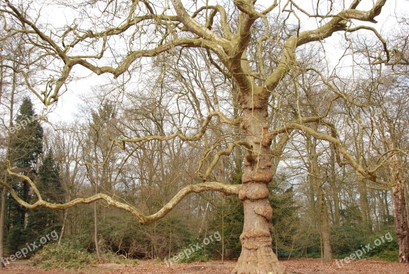 Forest Tree Bald Brown Nature