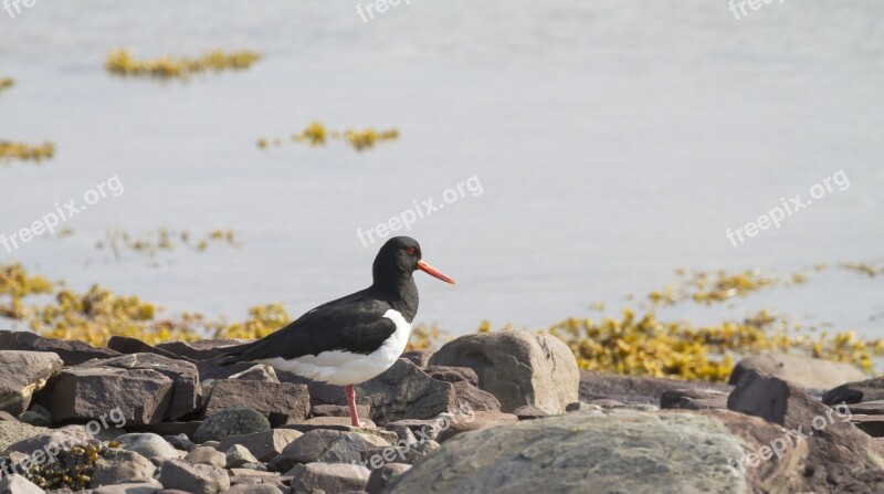 Oystercatcher Bird Orange Beak Haematopus Ostralegus Beach