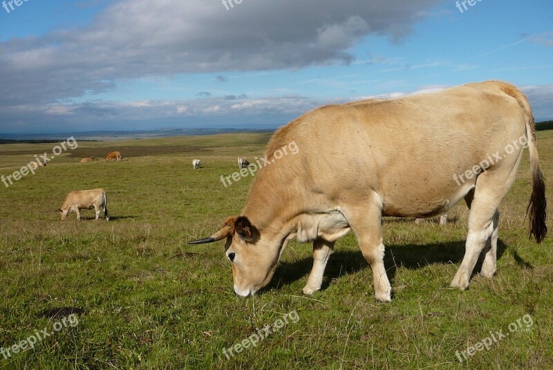 Cow Field Cattle Animals Pre