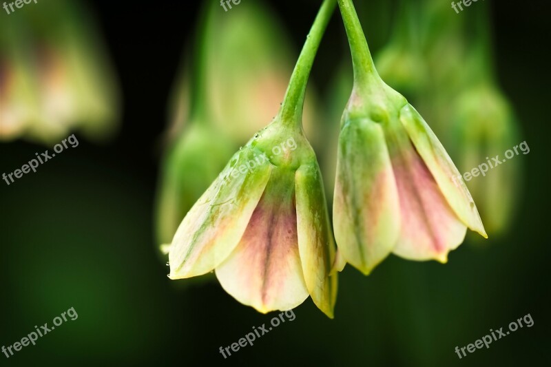 Chinese Bellflower Bellflower Flower Balloon Flower Bell Flower Greenhouse