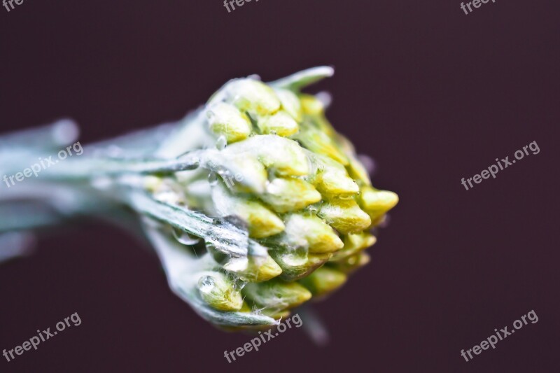 Curried Cabbage Blossom Bloom Bud Nature