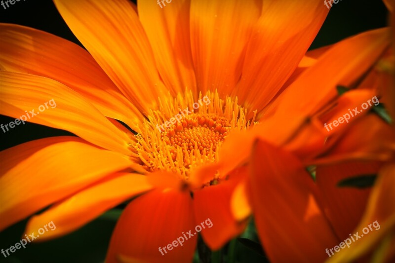 Ice Plant Flower Blossom Bloom Nature