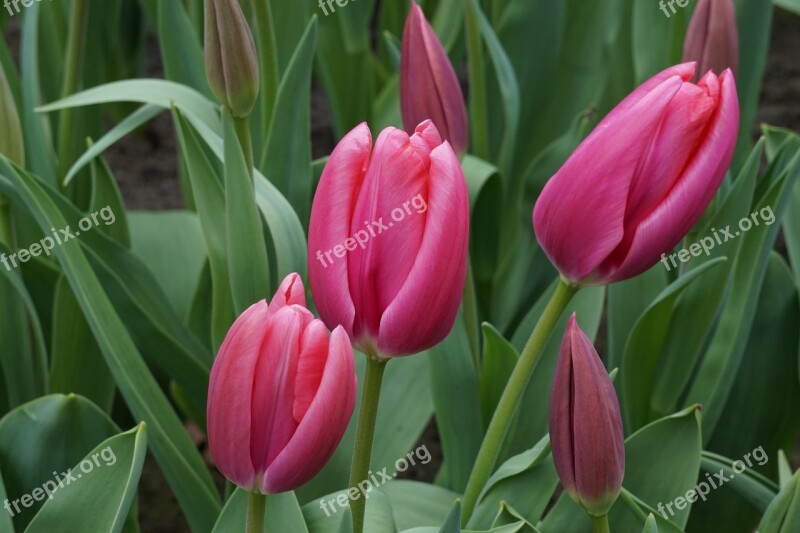 Tulips Holland Red Flowers Spring