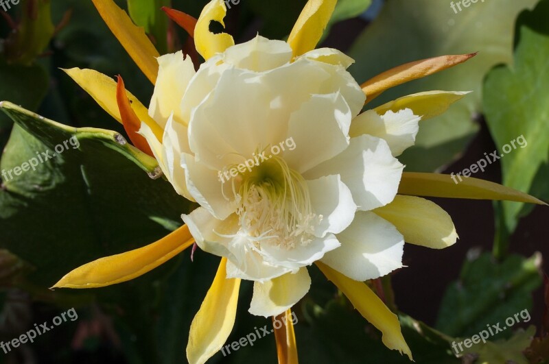 Leaf Cactus Schuster Cactus Epikaktus Flower Blossom