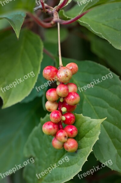 Plant Vital Berry Ripening Process Edible Berries