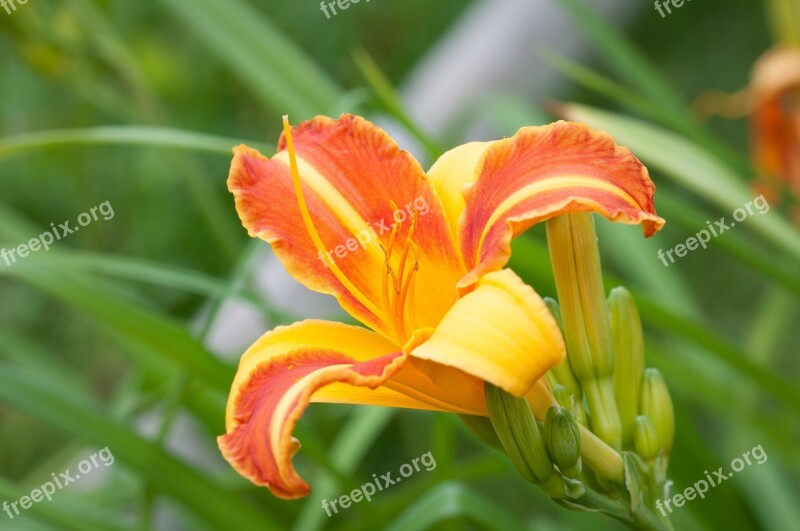 Daylily Grass Tree Family Flower Orange Orange Flower