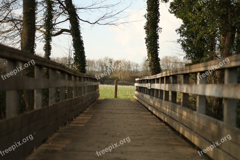 Bridge Tree Nature Wood Passage