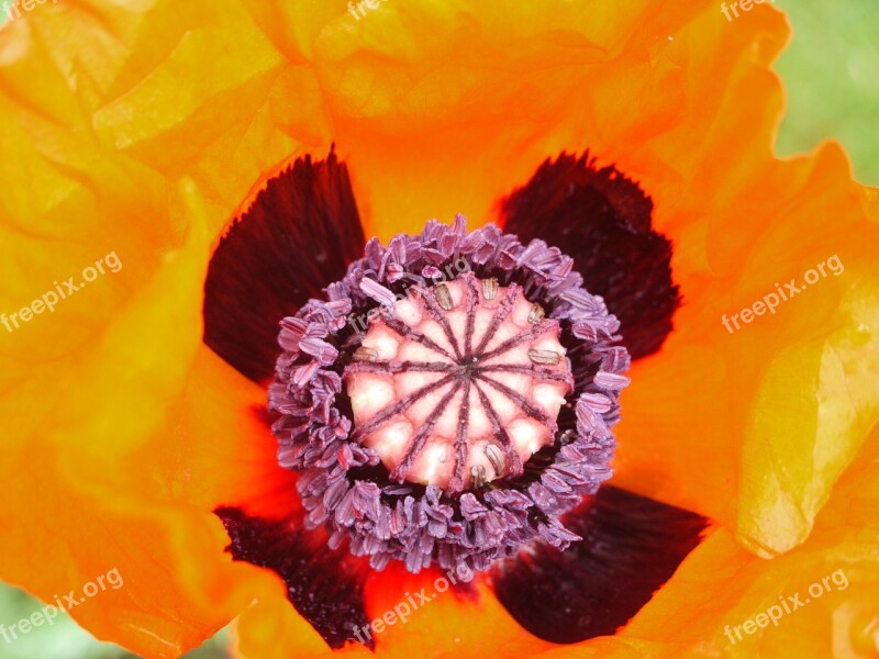 Armenian Poppy Capsules Ovary Purple