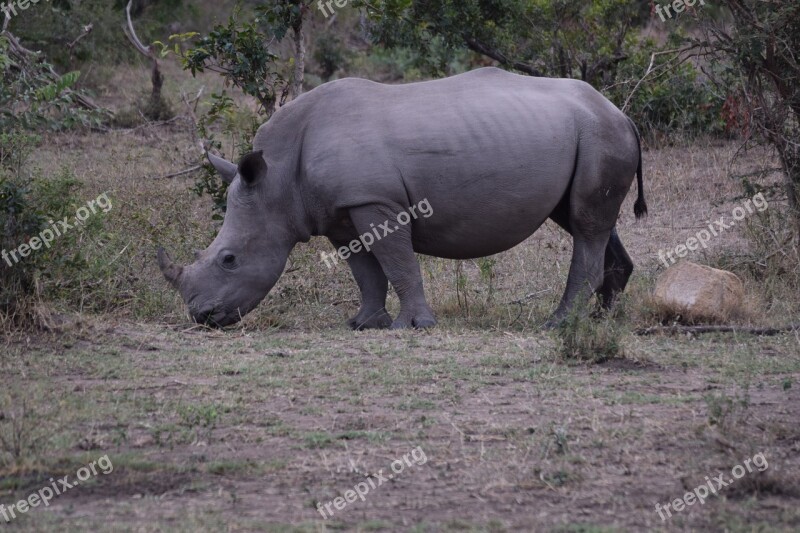 Rhinoceros Africa Aminlals Wild Nature