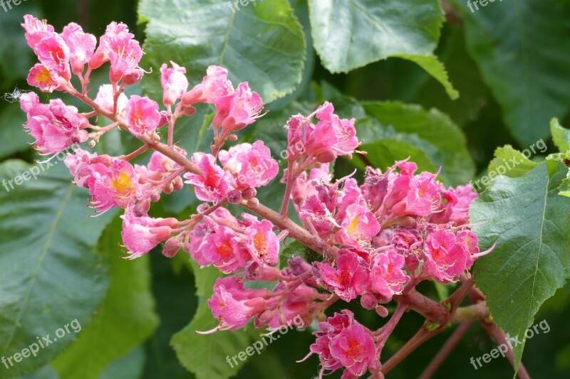 Buckeye Blossom Bloom Candle Close Up