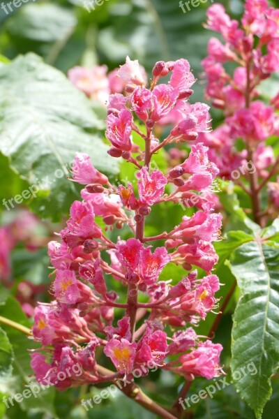 Buckeye Blossom Bloom Candle Close Up