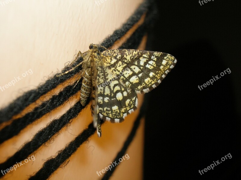 Butterfly Moth Insect Night Free Photos