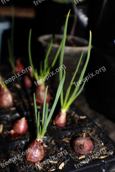 Red Shallots Onion Growing Free Photos