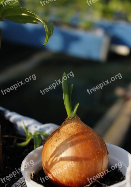 Onion Plant Vegetable Growing Fazenda