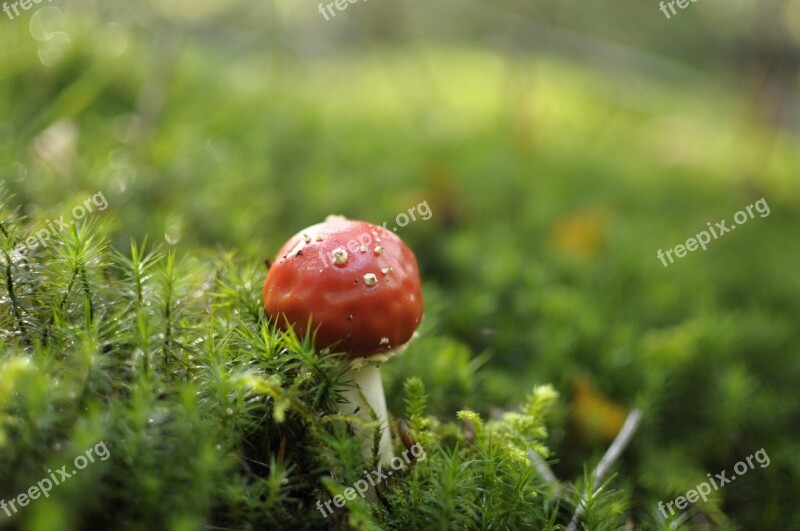 Mushroom Fly Agaric Forest Nature Red Fly Agaric Mushroom