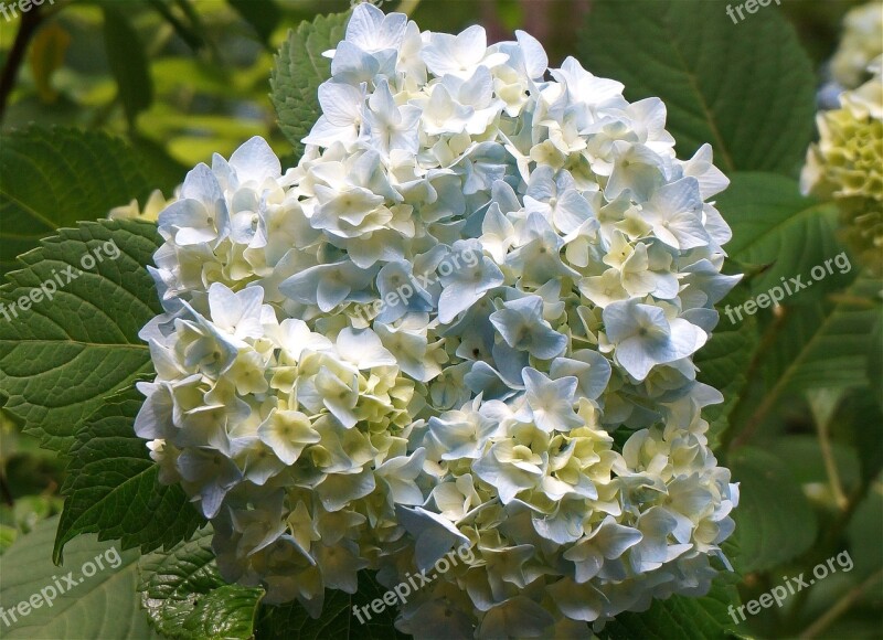 Blue Hydrangea Rain Garden Blossom Flower Bloom