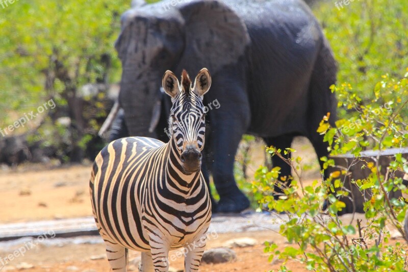 South Africa Zebra Elephant Safari Wild