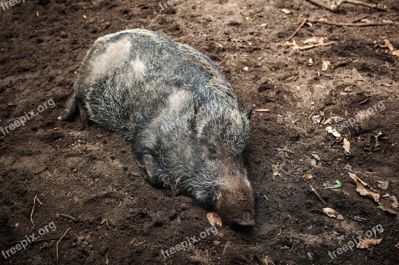 Wild Boar Wild Pig Wildlife Animal Mammal